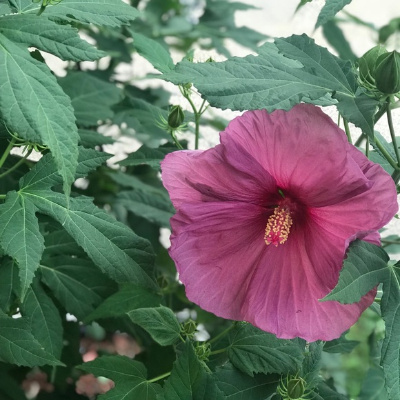 Meet your Posher, C - Picture 1 of 1